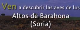 Folleto oficial